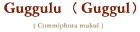 �O��/�i�`�������C���Z���X�i�O�O���j